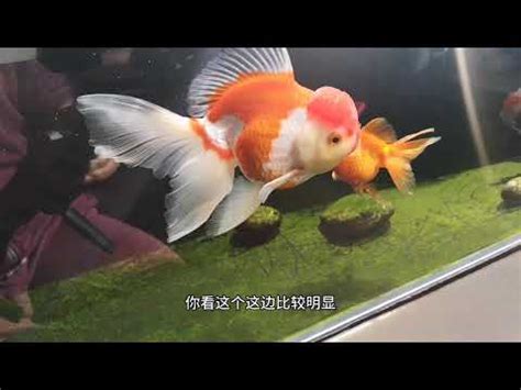 金魚缸效應 掛蚊帳